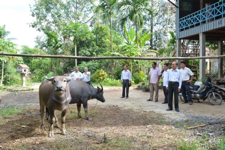 Hiệu quả từ Dự án hỗ trợ vốn chăn nuôi trâu, bò cho người dân tộc nghèo 